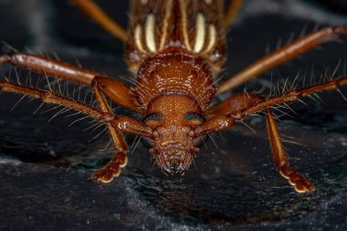 Tipik Uzun Boynuzlu Tür Böceği Eburodacrys dubitata