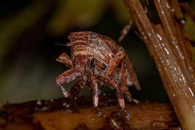 Superfamily Fulgoroidea 'nın Bitki Okçusu Böcek Perisi