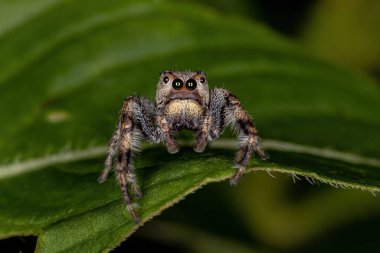 Alt kabile Dendryphantina 'nın Küçük Atlayan Örümceği