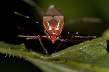 Tür Hypselonotus 'un Yetişkin Yaprak Ayaklı Böcekleri bağlantıyı kesiyor