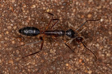 Camponotus cinsinin Yetişkin Kadın Marangozu Karınca