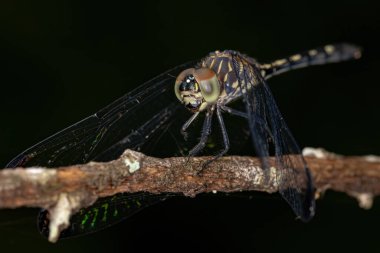 Adult Dragonfly Insect of the Genus Dythemis clipart