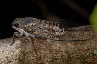 Adult Typical Cicada of the Tribe Fidicinini clipart