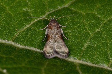 Anacampsini kabilesinin Yetişkin Güvesi