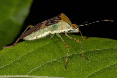 Hypselonotus cinsinin Yetişkin Yaprak Ayaklı Böceği