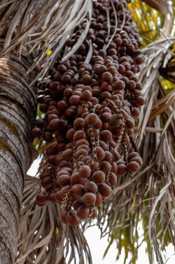 Mauritia flexuosa türünün Moriche Palm meyveleri