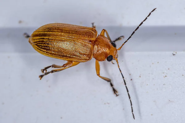 Adult Leaf Beetle Subfamily Eumolpinae — Stock Photo, Image