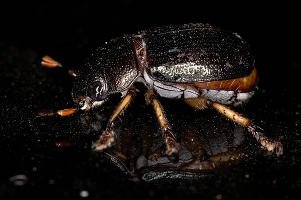 Alt Familya Rutelinae Nin Yetişkin Parlak Yaprak Yiyici Böceği — Stok fotoğraf