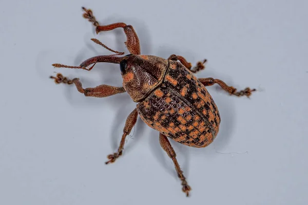 Adult True Weevil Family Curculionidae — стокове фото