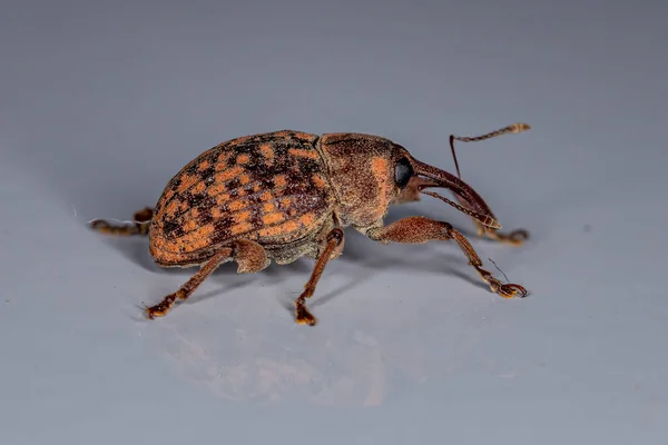 Curculionidae Ailesinin Yetişkin Buğday Bitleri — Stok fotoğraf