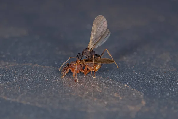 Kleine Ausgewachsene Pilz Ameisen Der Gattung Cyphomyrmex — Stockfoto