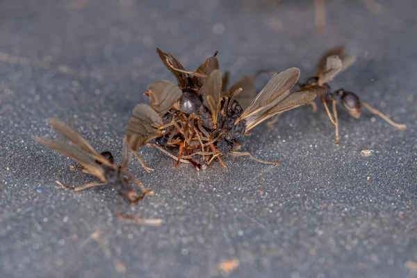 Petites Fourmis Adultes Champignons Genre Cyphomyrmex Couplage — Photo