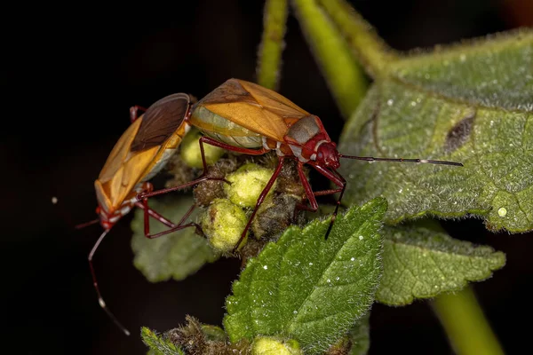 Dospělí Cotton Stainer Brouci Rodu Dysdercus Spojka — Stock fotografie