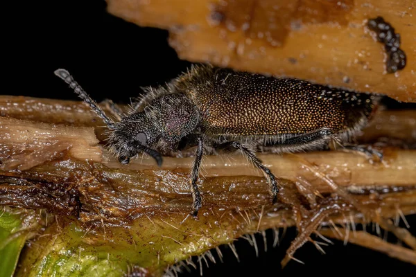 Ενηλίκων Long Jointed Beetle Του Είδους Lagria Villosa — Φωτογραφία Αρχείου