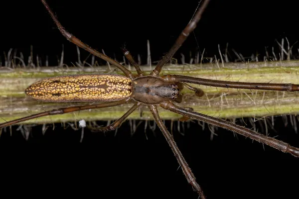 Adult Long Jawed Orbweaver Spider Genus Tetragnatha — Stock Photo, Image