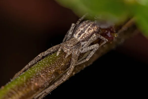 Running Crab Spider Της Οικογένειας Philodromidae — Φωτογραφία Αρχείου