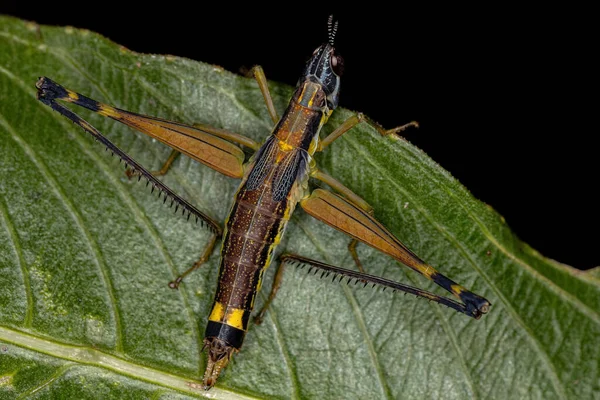 Scimmia Femmina Grasshopper Ninfa Della Specie Temnomastax Hamus — Foto Stock