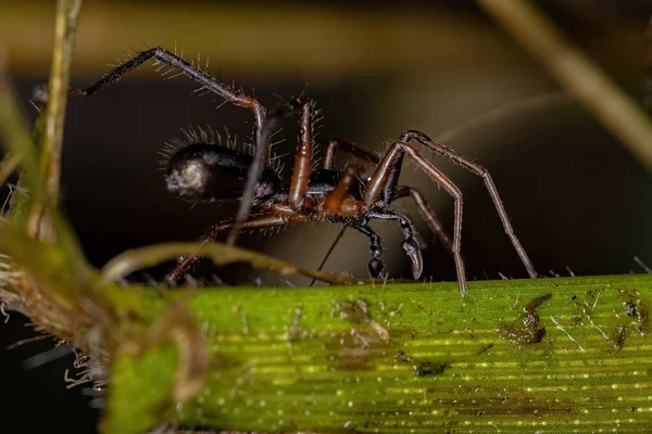 Adult Male Ant Mimic Sac Spider Subfamily Castianeirinae — Stock Photo, Image