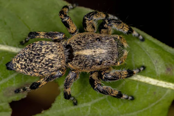 Adult Female Κίτρινη Jumping Αράχνη Του Genus Phiale — Φωτογραφία Αρχείου