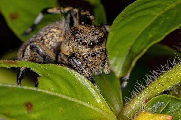 Adult Female Κίτρινη Jumping Αράχνη Του Genus Phiale — Φωτογραφία Αρχείου