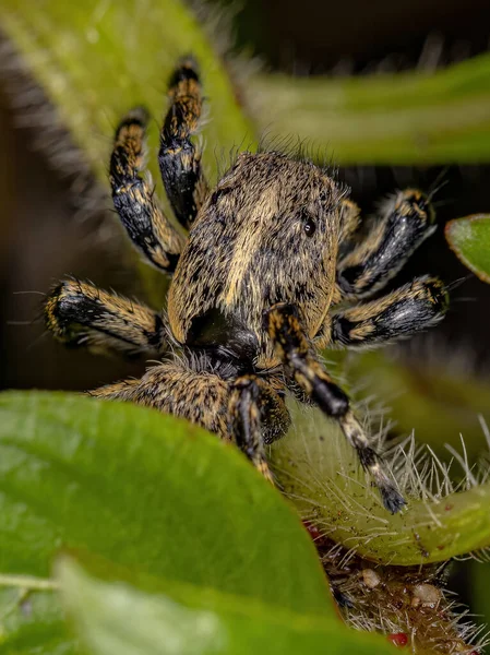 Adulte Femelle Jaune Araignée Sauteuse Genre Phiale — Photo