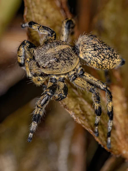 Adult Female Κίτρινη Jumping Αράχνη Του Genus Phiale — Φωτογραφία Αρχείου
