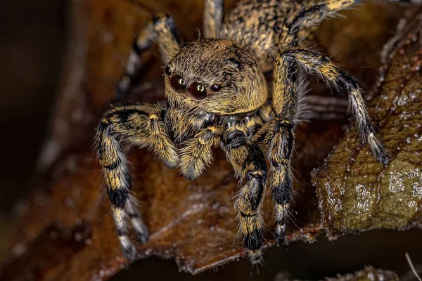 Adulto Feminino Amarelo Saltando Aranha Gênero Phiale — Fotografia de Stock