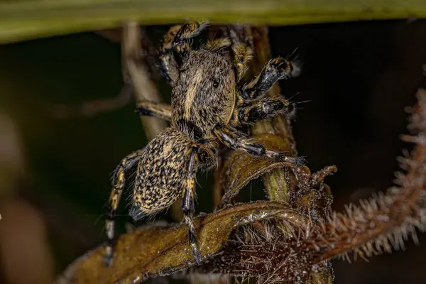 Dospělý Žlutý Skákající Pavouk Rodu Phiale — Stock fotografie