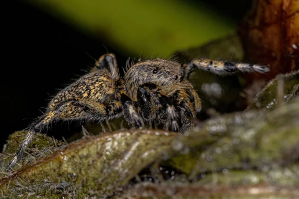 Adulte Femelle Jaune Araignée Sauteuse Genre Phiale — Photo