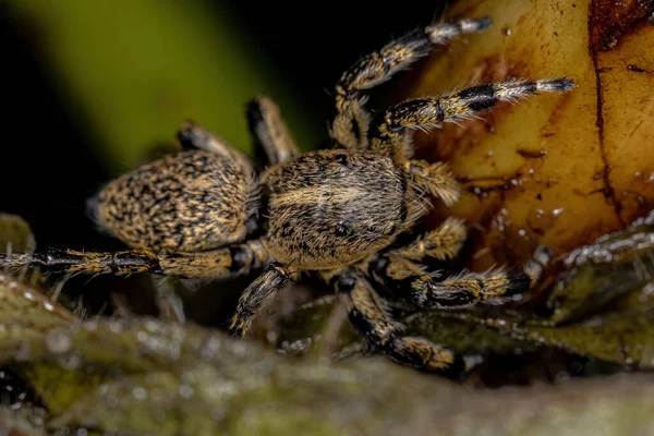 Adult Female Κίτρινη Jumping Αράχνη Του Genus Phiale — Φωτογραφία Αρχείου