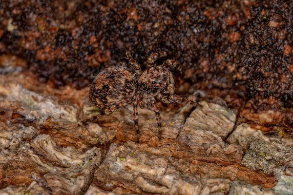 Маленький Стрибаючий Павук Виду Marma Nigritarsis — стокове фото