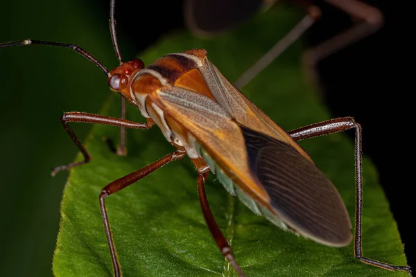 Yetişkin Yaprak Ayaklı Böcek Hypselonotus Böceği — Stok fotoğraf