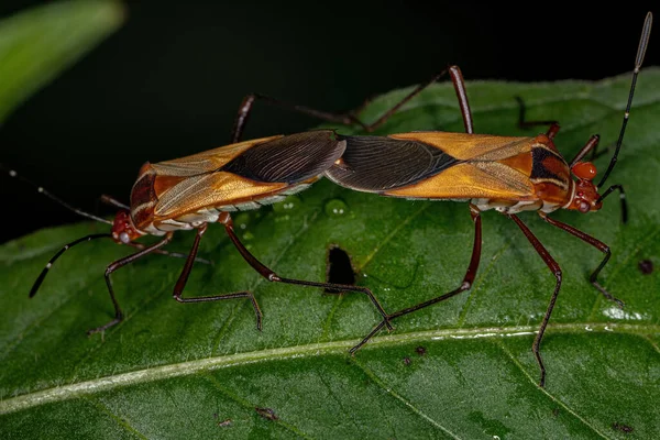 Tür Hypselonotus Yetişkin Yaprak Ayaklı Böcekleri Bağlantıyı Kesiyor — Stok fotoğraf