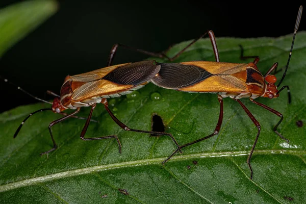 Volwassen Bladwantsen Van Soort Hypselonotus Interruptus Koppeling — Stockfoto