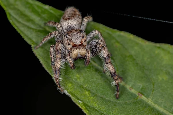 Alt Kabile Dendryphantina Nın Küçük Atlayan Örümceği — Stok fotoğraf