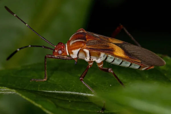 Ενηλίκων Leaf Footed Bug Του Είδους Hypselonotus Interruptus — Φωτογραφία Αρχείου