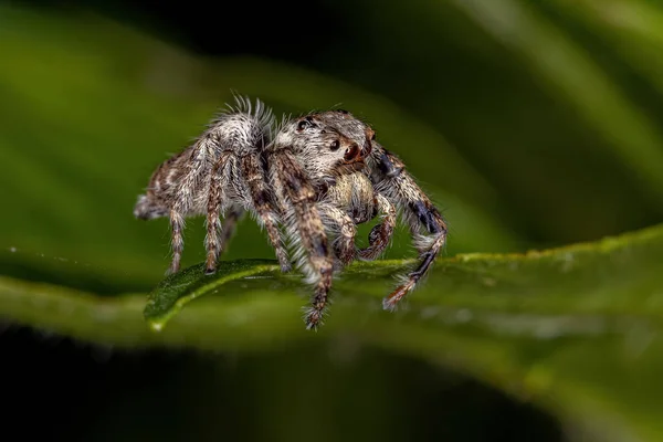 Alt Kabile Dendryphantina Nın Küçük Atlayan Örümceği — Stok fotoğraf