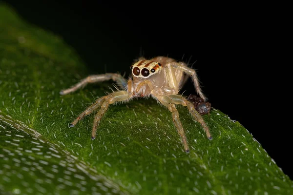 Μικρή Άλμα Αράχνη Του Genus Chira — Φωτογραφία Αρχείου