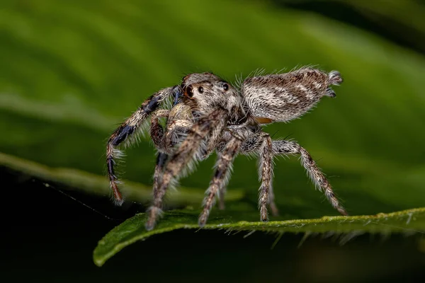 Mały Skokowy Pająk Podplemienia Dendryphantina — Zdjęcie stockowe