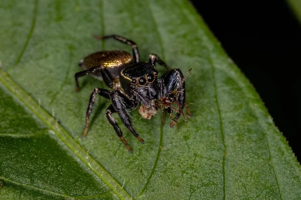 Small Jumping Spider Subtribe Dendryphantina — стокове фото