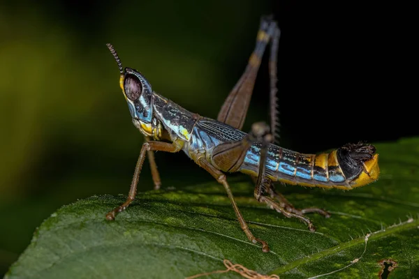 Macaco Macho Grasshopper Ninfa Espécie Temnomastax Hamus — Fotografia de Stock