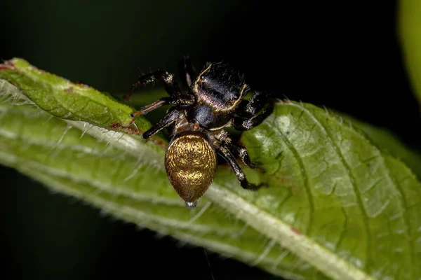 Malý Skákající Pavouk Subkmene Dendryphantina — Stock fotografie