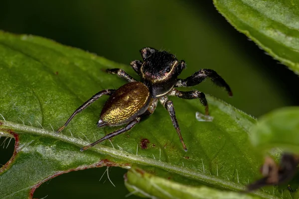 Petite Araignée Sauteuse Sous Tribu Dendryphantina — Photo