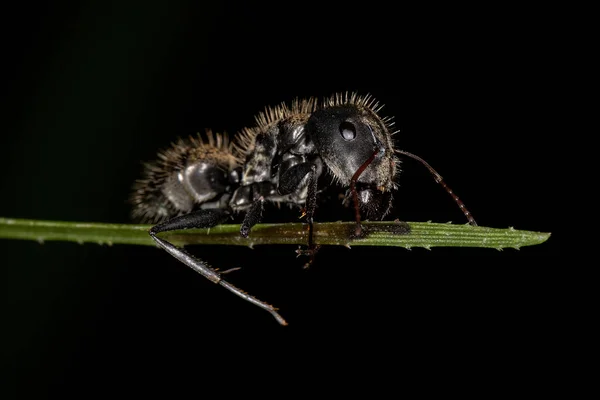 Voksen Kvindelig Carpenter Myre Slægten Camponotus - Stock-foto