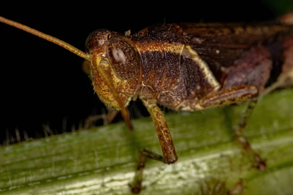 Grasshopper Adulto Chifres Curtos Família Acrididae — Fotografia de Stock