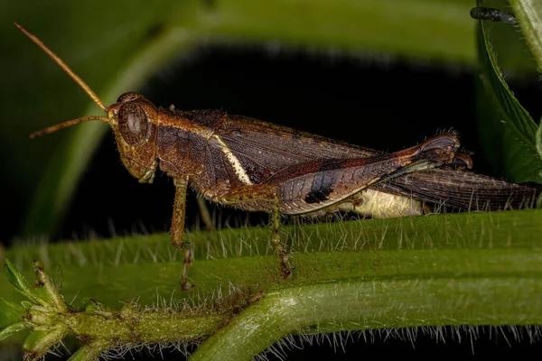 Vuxen Kortbehornad Gräshoppa Familjen Acrididae — Stockfoto