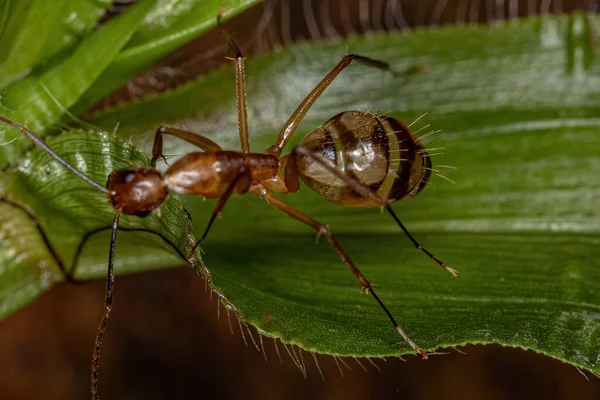 Adult Female Carpenter Ant Genus Camponotus — Stock Photo, Image