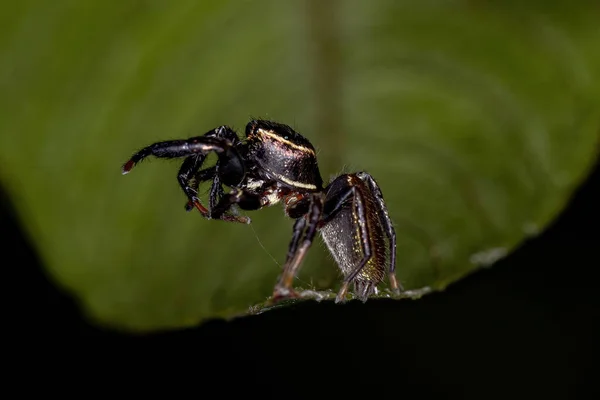 Petite Araignée Sauteuse Sous Tribu Dendryphantina — Photo