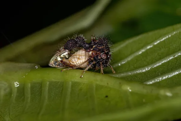 Dospělí Ant Mimicking Treehopper Species Cyphonia Clavigera — Stock fotografie