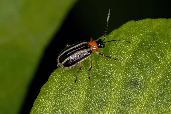 Chrysomelidae ailesinin Yetişkin Yaprak Böceği